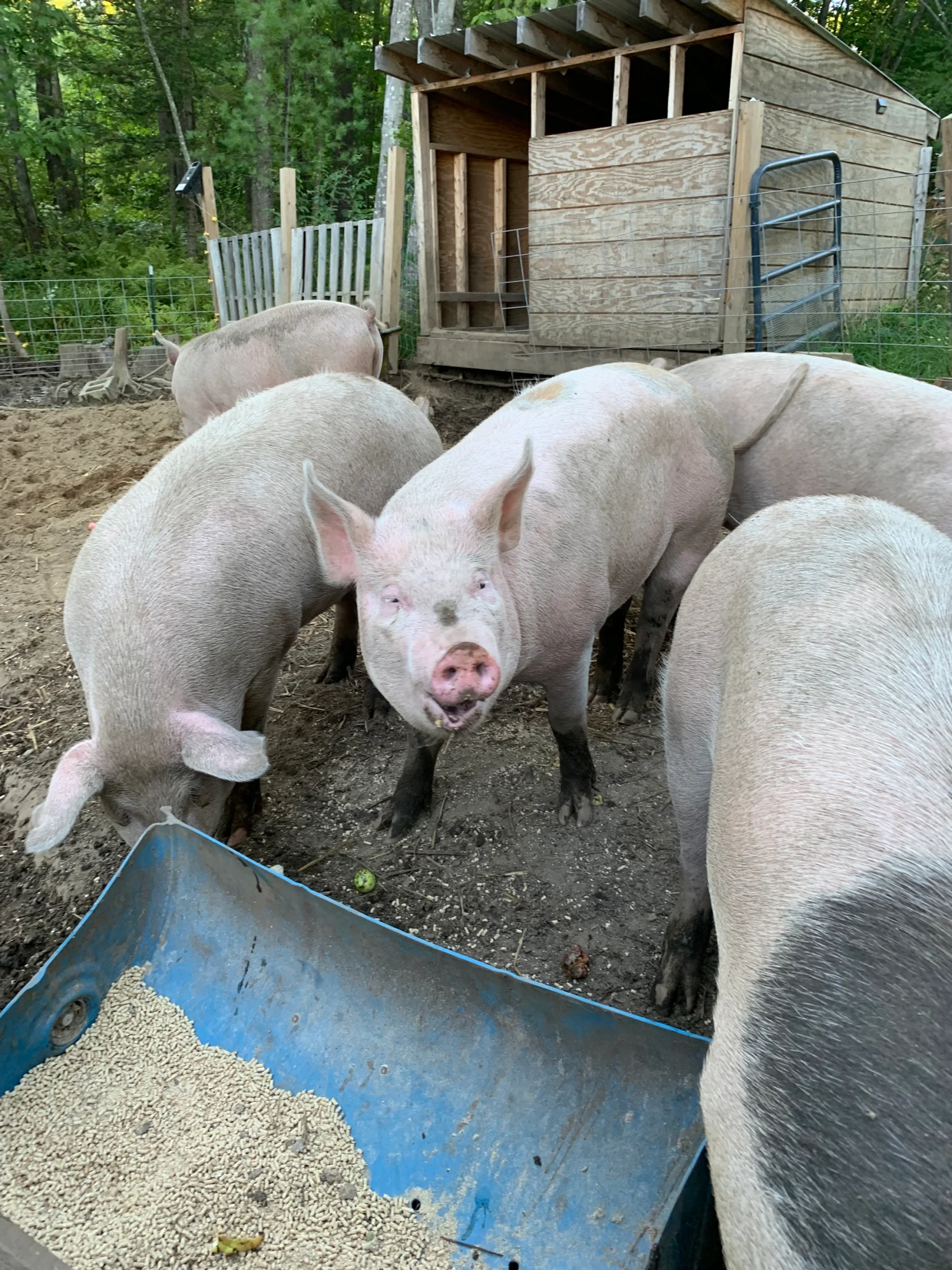Group of pigs feeding in a farmyard near a wooden barn, showcasing a rural farming environment. The pigs are pink with some dirt on their bodies, and a blue feeding trough filled with pellets is in the foreground.