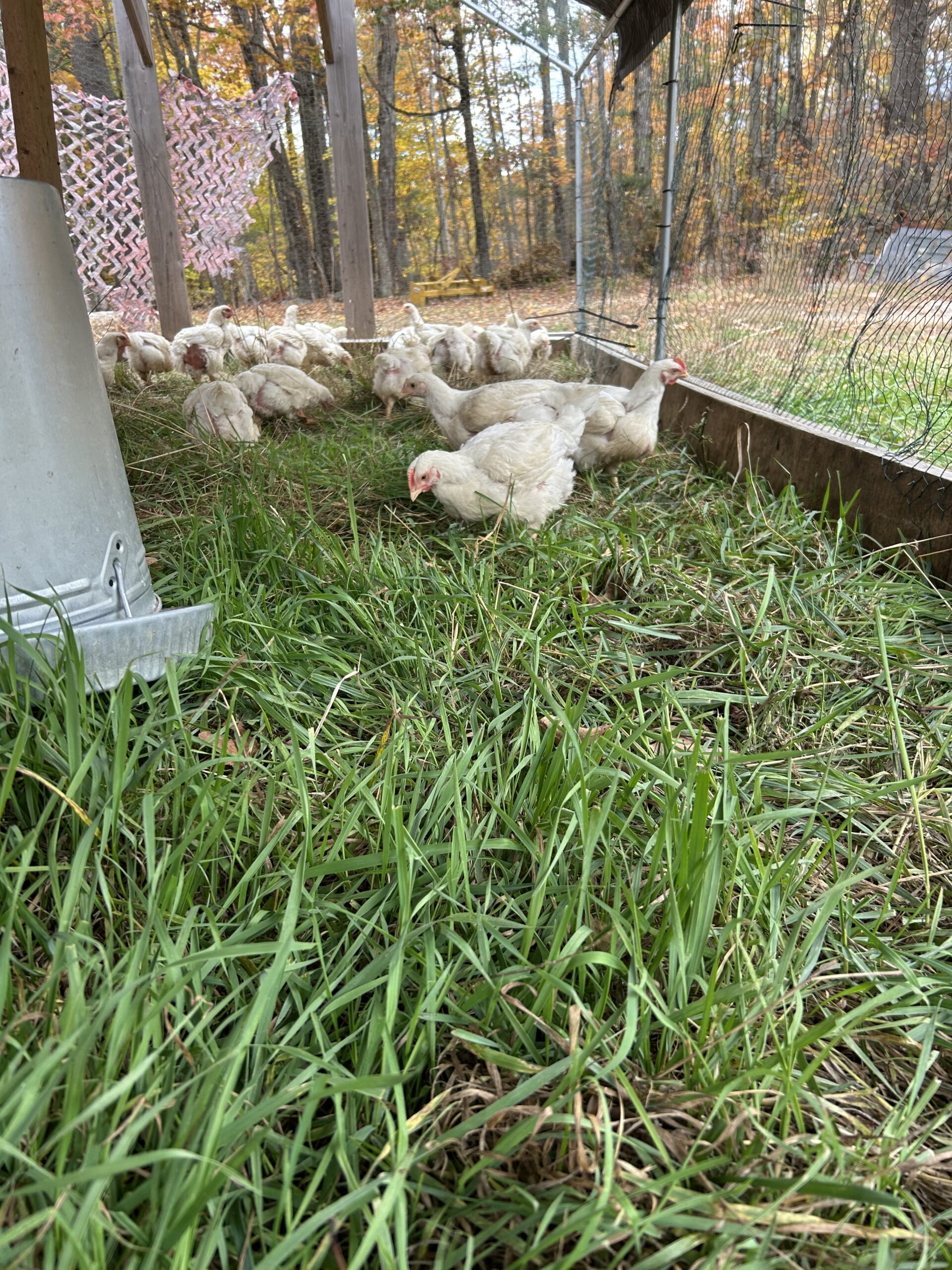 Free-range chickens foraging on grass in a coop, surrounded by autumn foliage and a wooden structure.