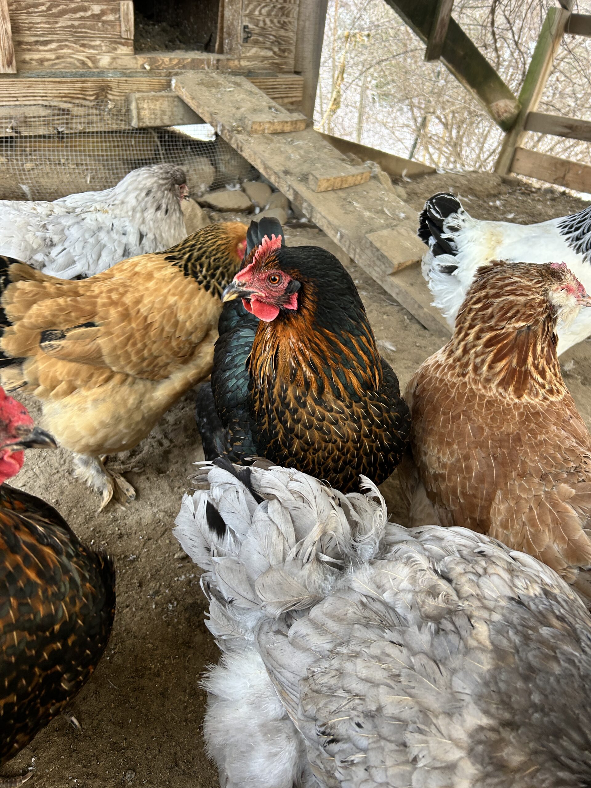 A group of chickens in a coop featuring various breeds, including a black and orange hen, light brown hens, and a gray hen, with wooden structures and dirt flooring visible in the background.