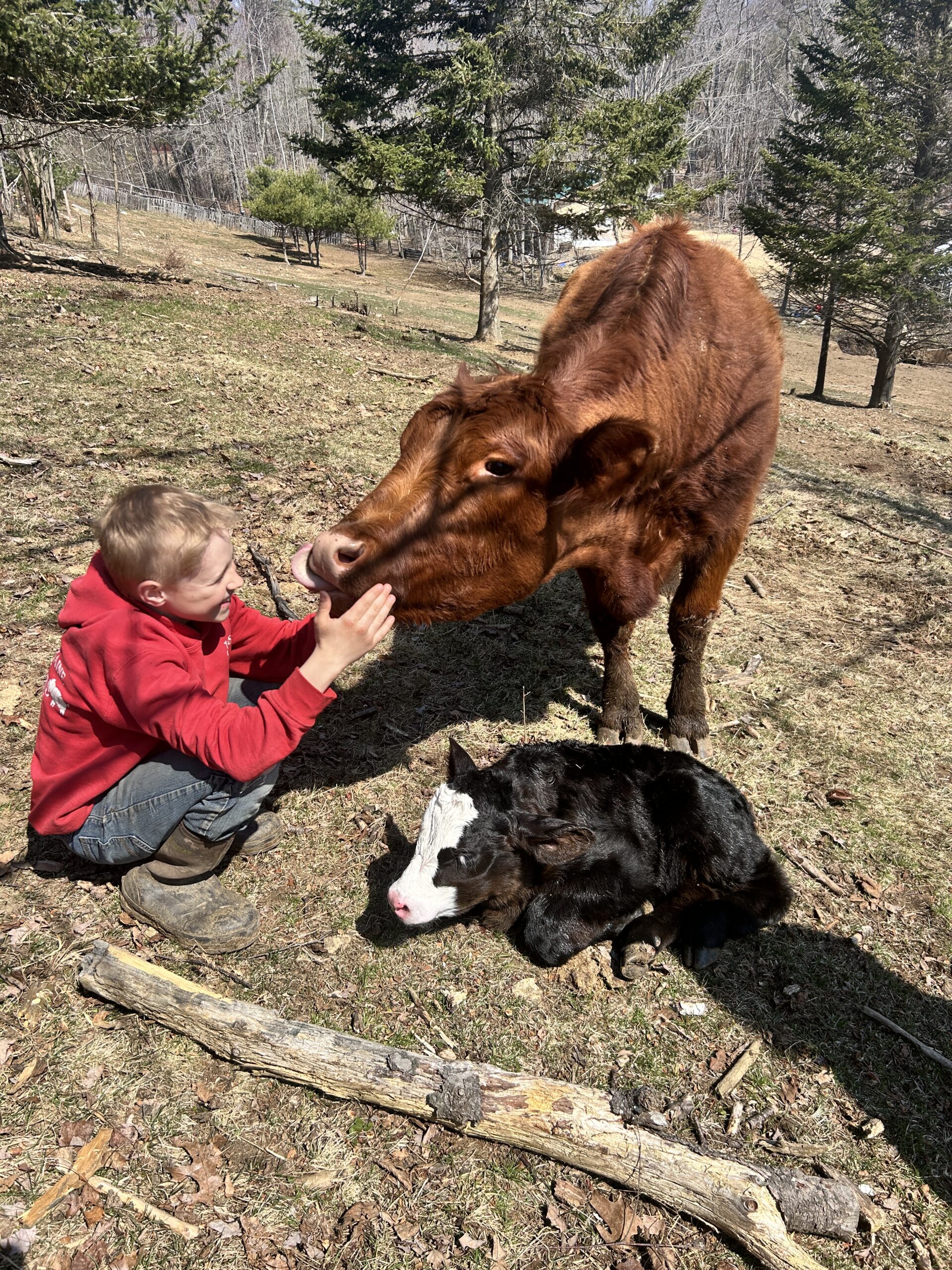 Shallie Hurd - IMG_4139 A young boy in a red sweatshirt interacts with a friendly brown cow while a black and white calf rests on the ground nearby. The scene is set in a sunny rural area surrounded by trees and grass, showcasing a peaceful farm environment.