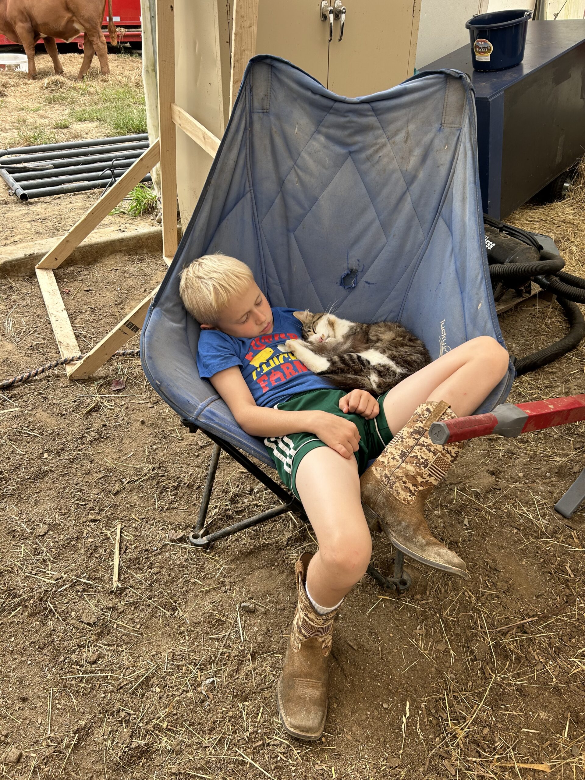 A young boy in a blue shirt and green shorts relaxes in a large chair on a farm, peacefully napping with a sleeping cat on his lap. In the background, a brown cow can be seen grazing, highlighting the rural setting. The scene captures a tranquil moment of childhood and connection with animals.