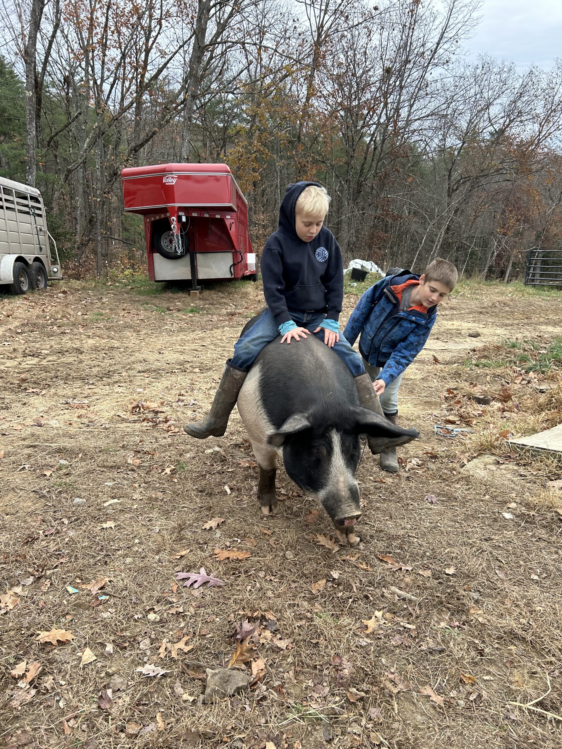 Two children riding a pig in a rural setting, with a red trailer and trees in the background. The scene captures a playful moment on a farm during autumn, showcasing the bond between kids and animals.